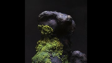 Symcyto - Slime Mold Physarum polycephalum + Cypress Knee