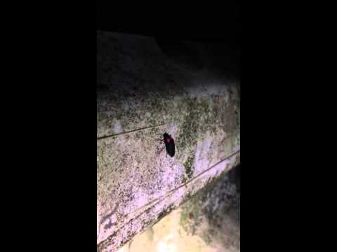 2013年6月中旬 ホタル
