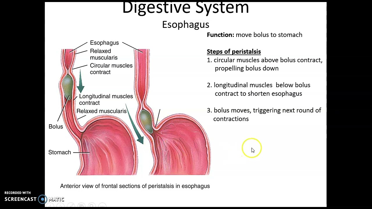 digestive system esophagus function