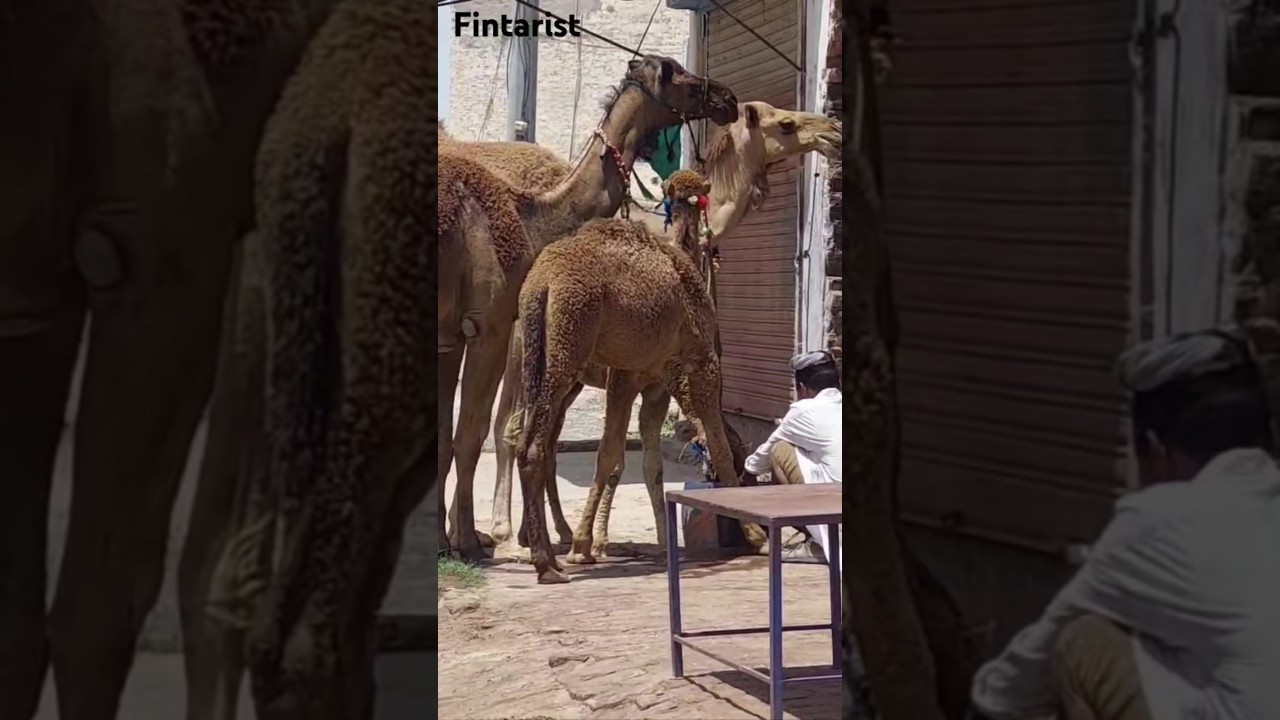 Camels drinking water 