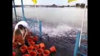 Balık beslemede çılgınlık!