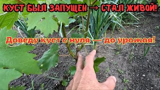 Как я спас запущенный куст винограда Казанова — обрезка, пасынкование, уход с весны до лета!