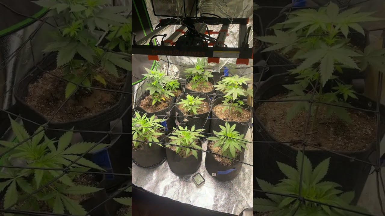 How are they looking? 