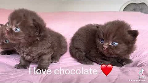Video 4853581: british shorthair chocolate kitten, cats catlover kitten, catlover kitten baby