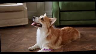 Uncover the Hidden Dangers in Your Chow Chows Diet: Protect Their Health and Happiness