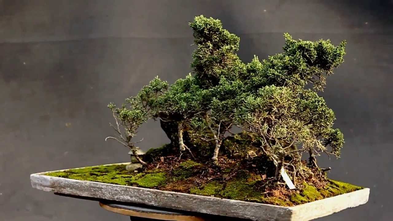 Top 7 Great Bonsai forests YouTube