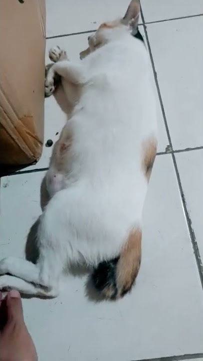 TEPAR GAK KUAT NUNGGU ADZAN MAGHRIB GUYS #shorts #shortsvideo #kucing #puasaramadhan