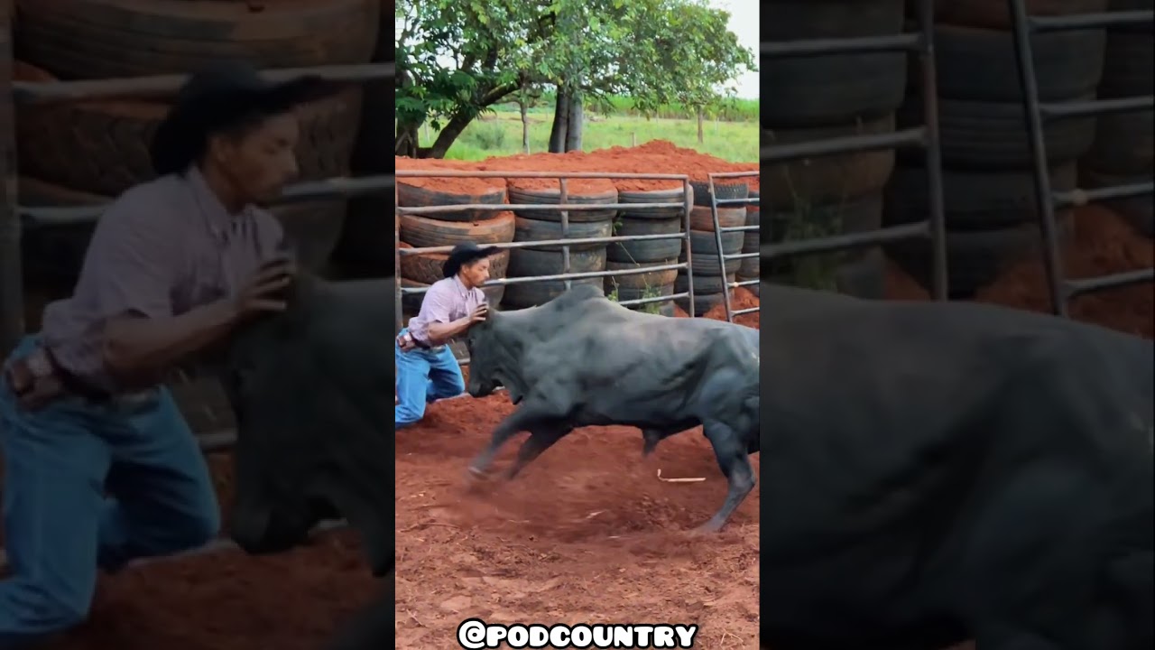 Escurinho Bullfighter ✅