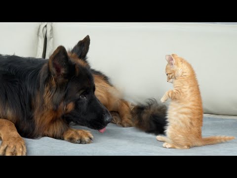 Tiny Kitten Challenges Giant German Shepherd | Dog’s Reaction Is Heartwarming