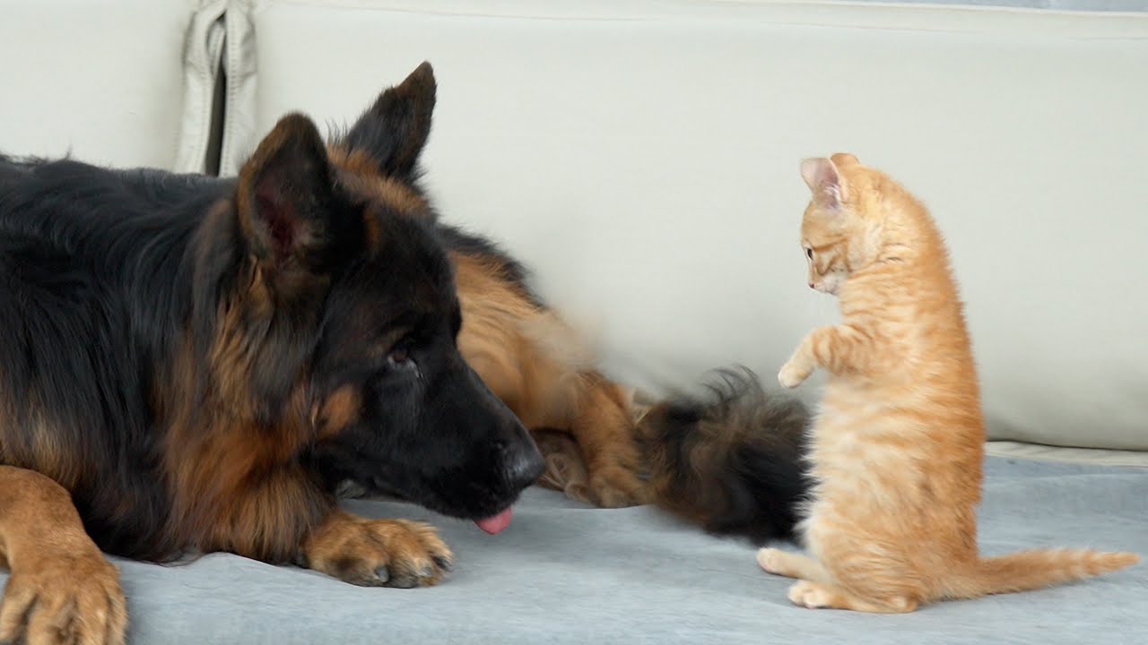 Крошечный котенок бросает вызов огромной немецкой овчарке | Реакция собаки трогательна.