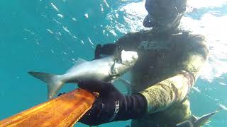 Spearfishing: Bluefish, at 12 meters water depth; by "aspetto" technique.
