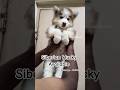 Husky Available #huskypuppy #shorts #love #cute #puppy #mumbai #mumbaikar #dogshorts #ytshorts #yt