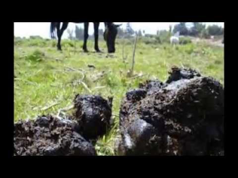 I Am A New Country Song