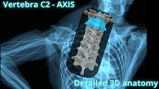 Vertebra C2   Axis  detailed 3D anatomy