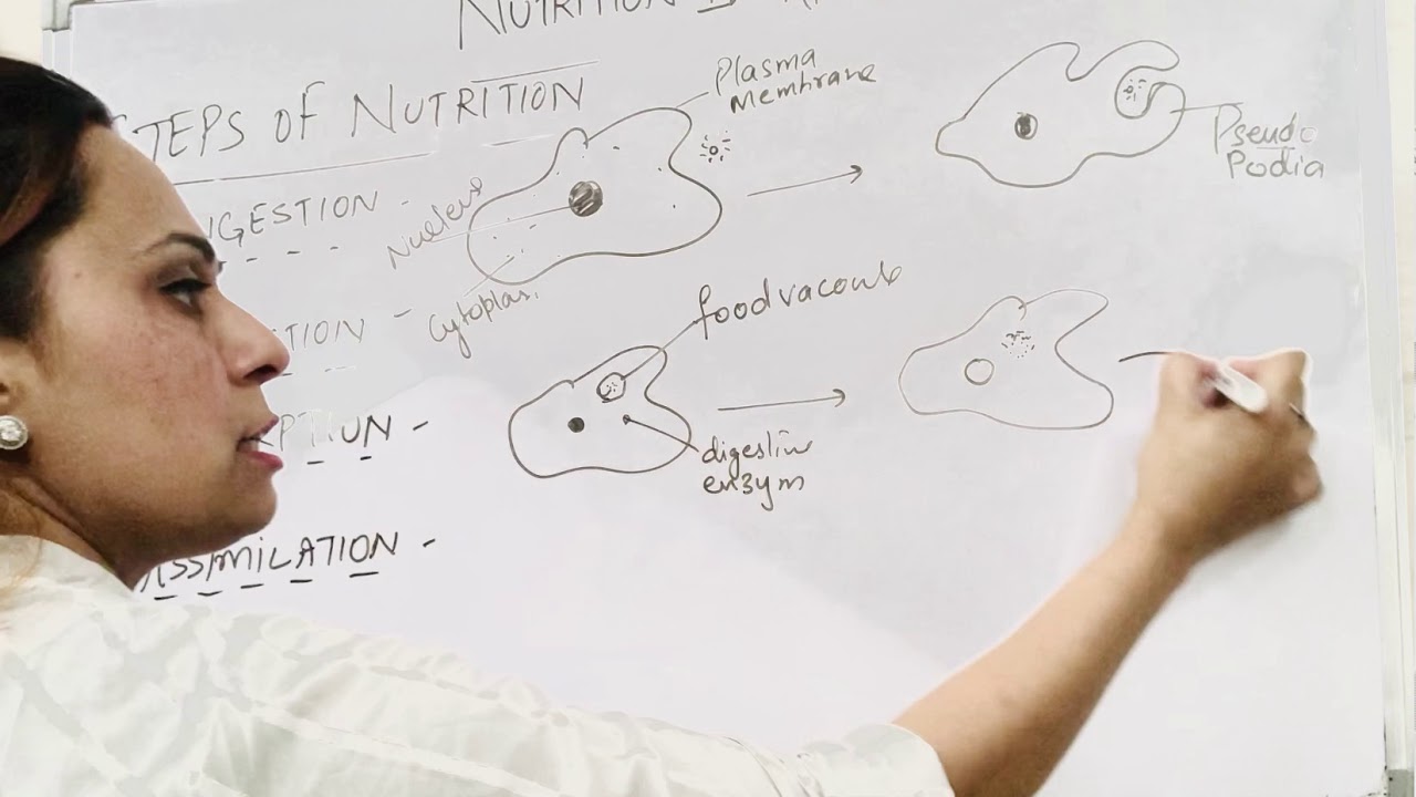 Life process (nutrition in animals) part5 class 10 - YouTube