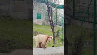 Brown bear 🐻🐻🐻🐻🐻🐻🐻