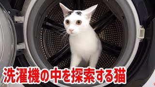 ドラム式洗濯機の中を探索する猫