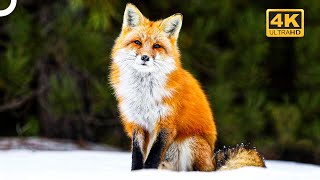 North America's Sly Hunter: Red Fox 🦊 | 4K Animal Documentary