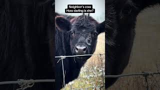 Beautiful cow!  #angus #beefcattle #cow #cornfed #grassfed #moo #cattle #homestead #countryliving