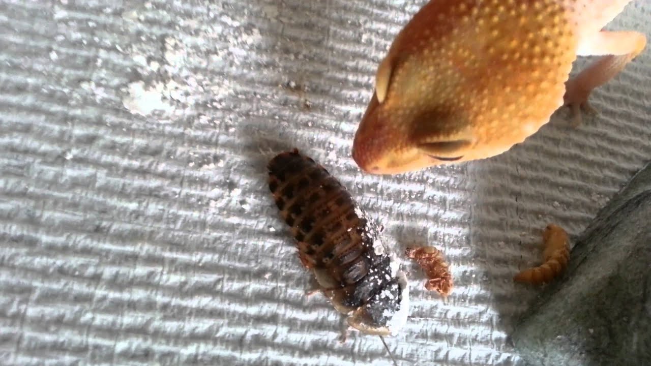 leopard print Awesome feeding response