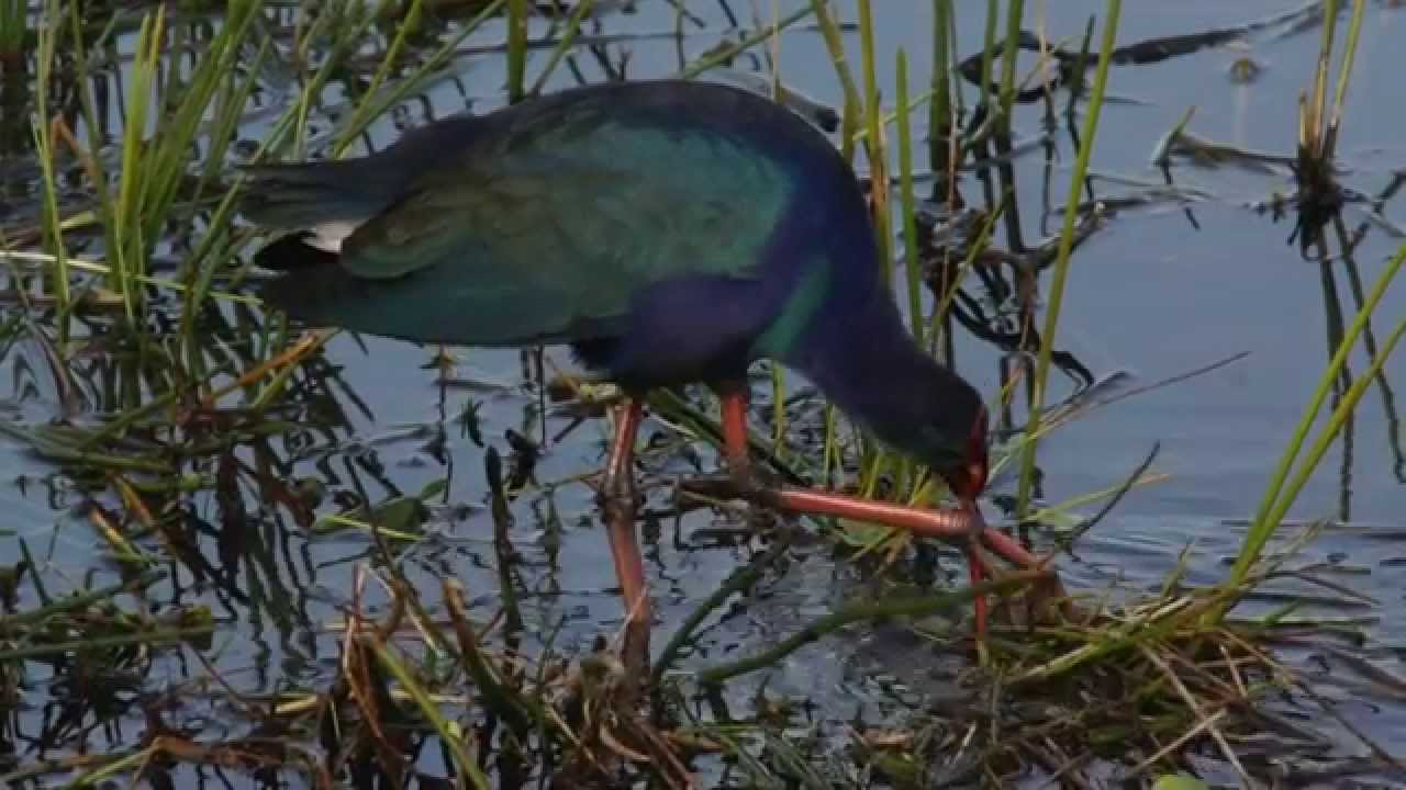 Today in Wakodahatchee 12.19.2014