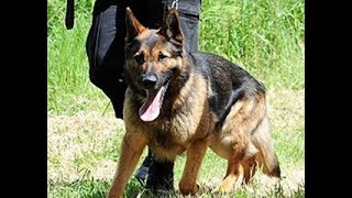 ذكاء الكلب البوليسى فى القبض على المجرمين screenshot 4