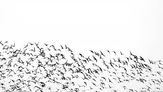 Download Lagu Graven van gulzigheid (parasja ‘Behaälotcha’) MP3