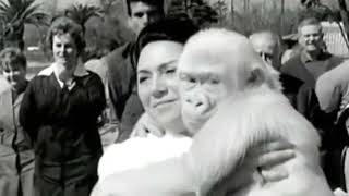 Albino Gorilla To Exist Named Snowflake Became A Worldwide Sensation In 1967