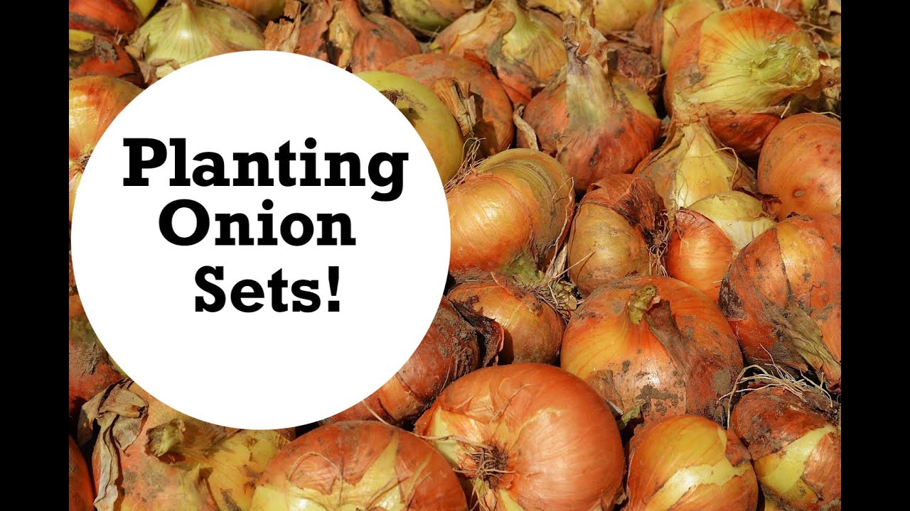 How to plant onion sets Ireland YouTube
