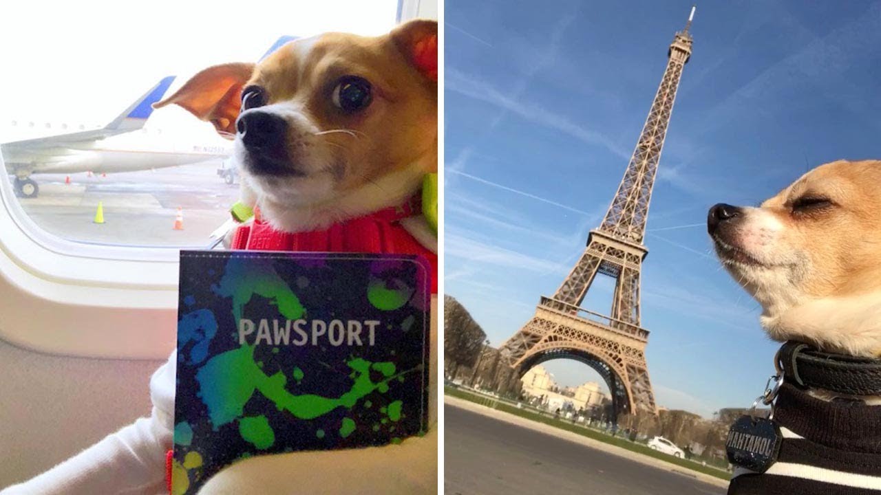 Adorable Chihuahua Poses In Front Of Iconic Landmarks