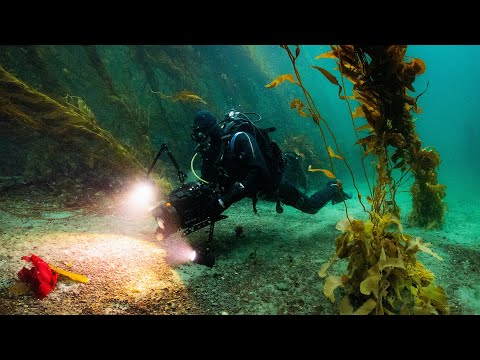 Cape Froward: a vibrant ecosystem of marine life