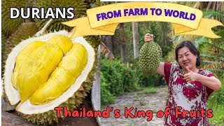 The Journey of Durian: Thailand’s King of Fruits from Farm to Export.