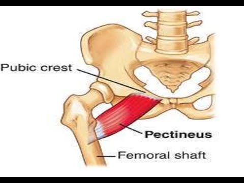 वीडियो: इसे पेक्टिनियल क्यों कहा जाता है?