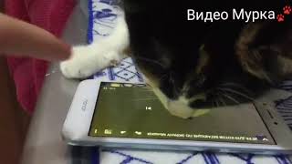 Кошка мурчит и ловит мышей в телефоне! Смешное видео) Кошка мурчит и ловит мышей в телефоне! Смешное видео)