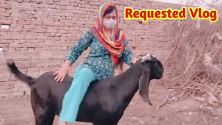 Most Requested Video Goat Riding Ll Rj Imrana Official