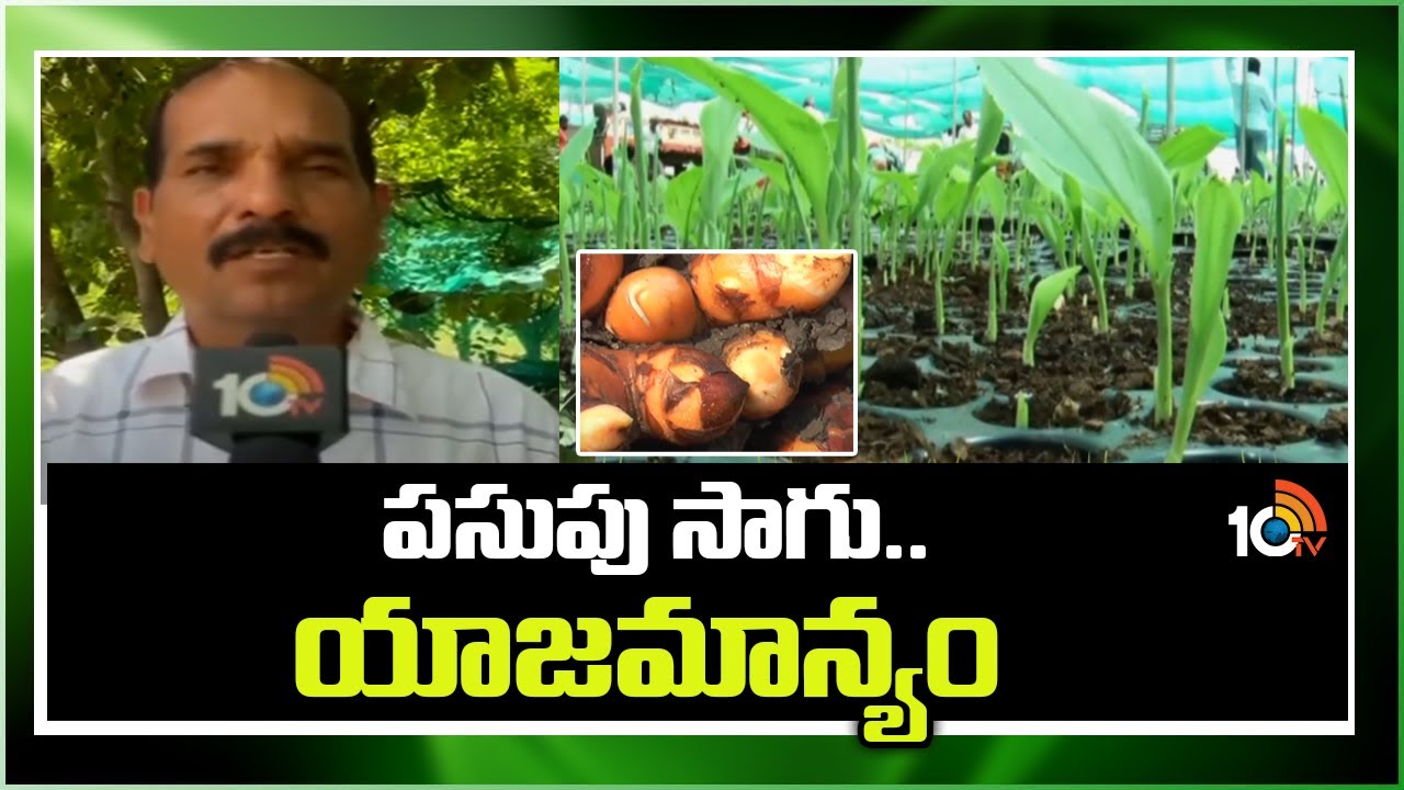 పసుపు సాగు..యాజమాన్యం | Turmeric Crop Cultivation Guide | 10TV Agri