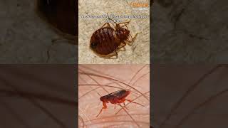 The Hidden Dangers of Home Pests Why Swift Control is Essential #pestcontrol #rove #pests #shorts