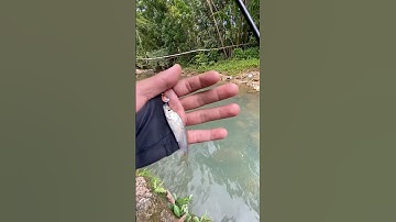 Casting ikan wader mancing ikan wader di spot tersembunyi ternyata gacorr