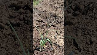 Grass-Killing Rust Is Okay for Tomatoes 🍅 and Garlic 🧄