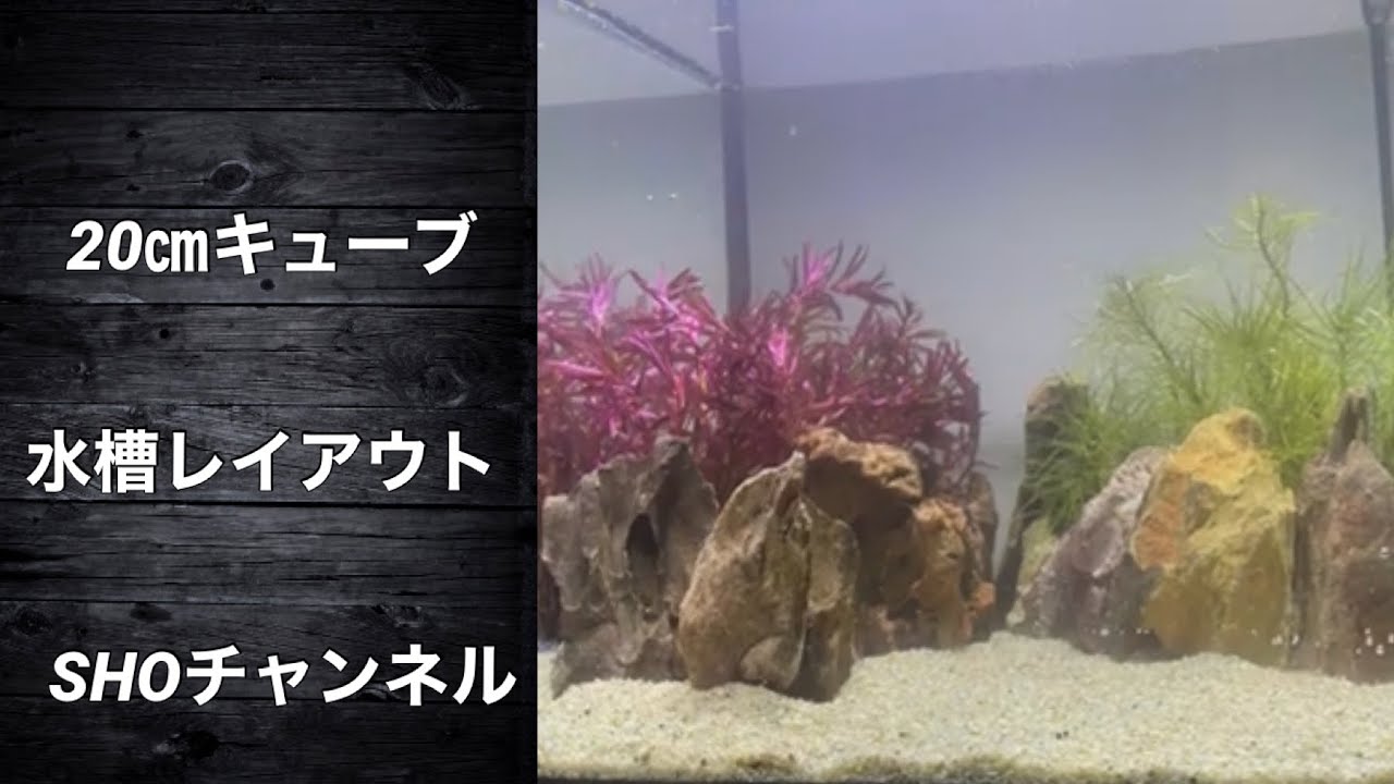 20㎝キューブ水槽レイアウト - YouTube