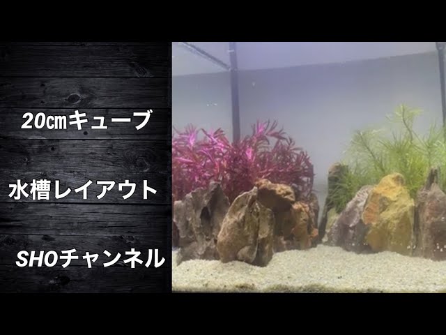 20㎝キューブ水槽レイアウト - YouTube