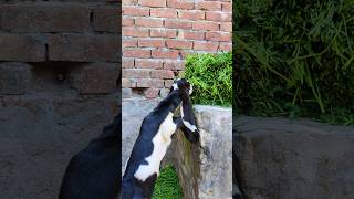 Pets Vlog #goat #vlog #youtube #youtubeshorts #viral