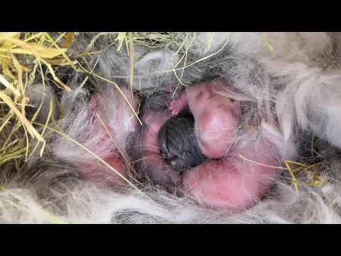 Video: Kdy se rodí mláďata divokých králíků?