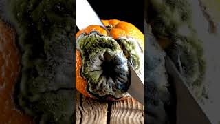 Disgusting But Satisfying Moldy Orange Cut In Slow Motion