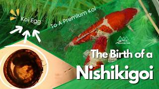 Mini Documentary | The Birth of A Nishikigoi - YouTube