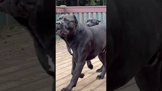 Cane Corso Protection in Action 💯🔥 #canecorso #dog #corso #dogsofyoutube #shortvideo