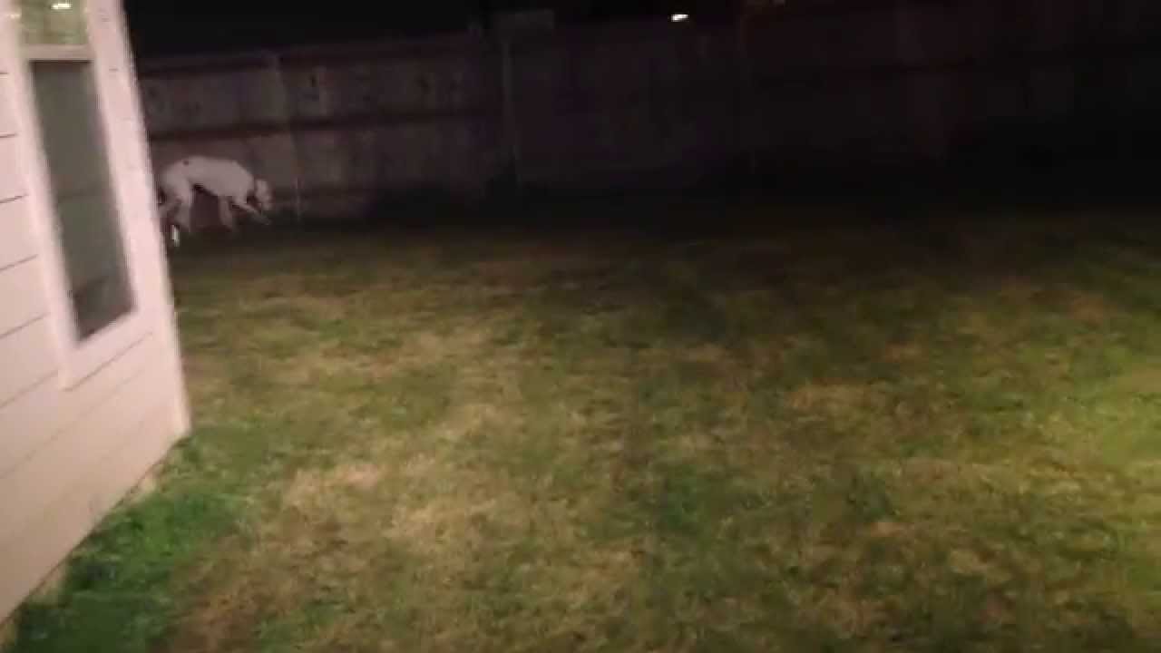 Izzy, a Senior Dane who is Young at Heart