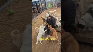 #개부자네체리이모 #가족이되어주세요 #레오맘과동행 #어독스