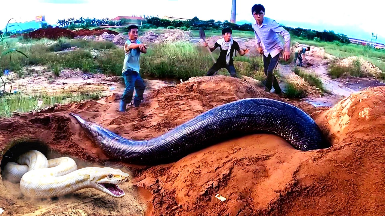 Giant Python Dug Up | Experts Face The Most Dangerous Moment - YouTube