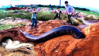 Giant Python Dug Up | Experts Face The Most Dangerous Moment Net Worth